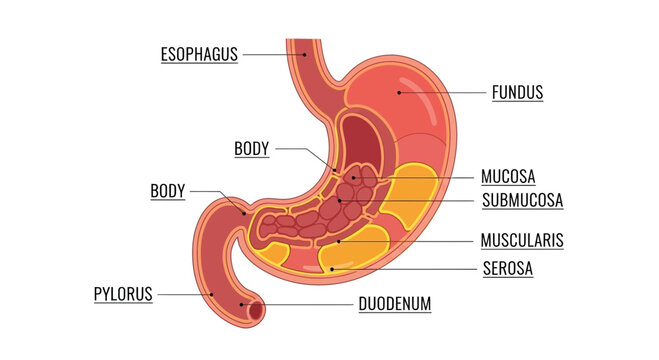 Human Stomach Anatomy Diagram: Esophagus, Pylorus, Duodenum, Layers