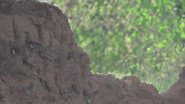 A flock of sand martins (Riparia riparia) nest on a sandy shore on a spring morning. Slow motio