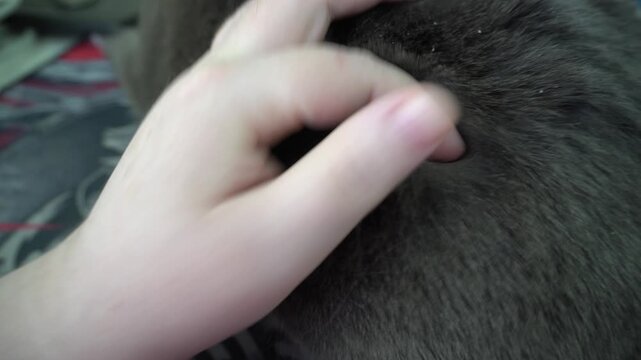 An adult's hand pushes the fur of a black cat apart; white dandruff scales are visible. Macro, veterinary topic, hair care. A cat with dandruff.