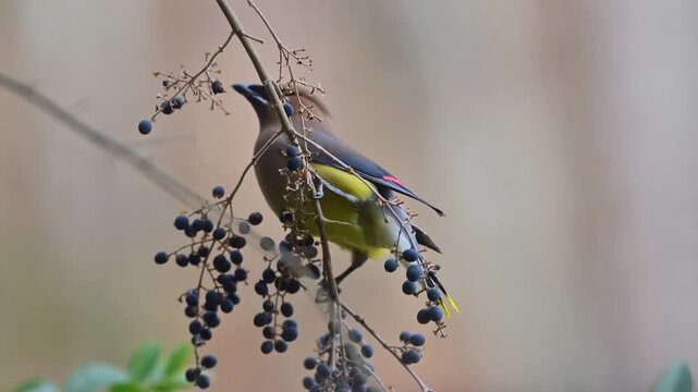 Cedar Waxwing Feeding on Berries in Winter