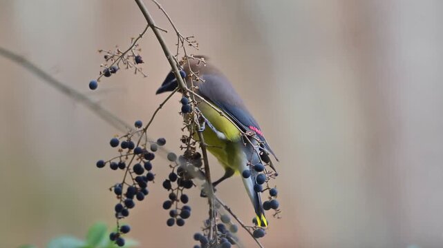 Cedar Waxwings Feeding on Winter Berries