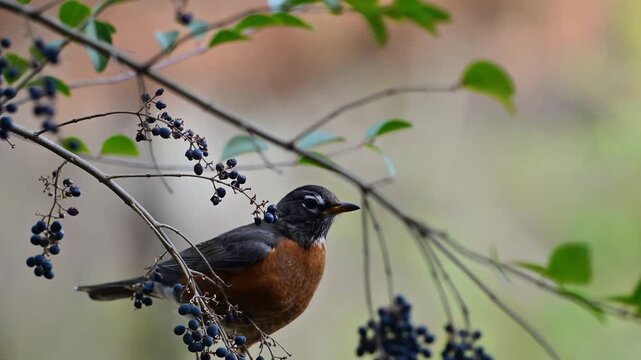 American robin perched on a branch with berries