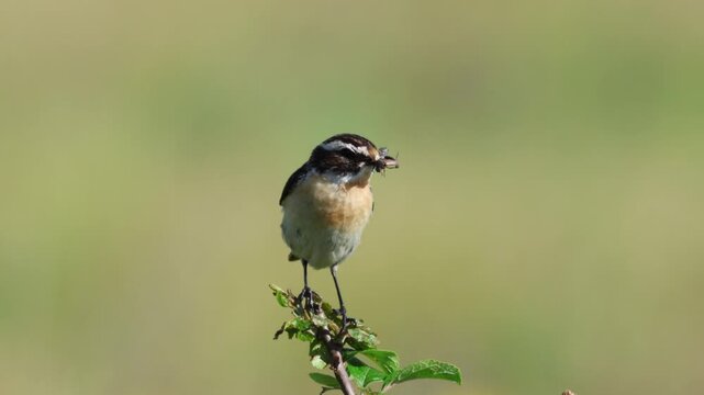 Close-up of a male common whinchat perched on a branch with green leaves, holding a beetle in its beak against a light green background on a sunny summer day.