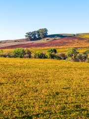 Vineyard rows in the Los Carneros (Carneros) wine region near the Napa&ndash;Sonoma county line, California, USA, at golden hour in November 2025.