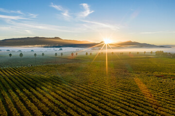 Aerial view of vineyards at sunrise with fog, Rutherford AVA, Napa Valley, California, USA