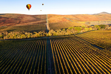 Vineyard rows in the hilly Los Carneros (Carneros) wine region near the Napa&ndash;Sonoma county line, California, USA, at golden hour in November 2025.