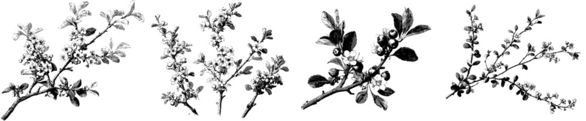 Antique Herbarium Art: Painted Botanical Illustration of Three Cotoneaster Branches