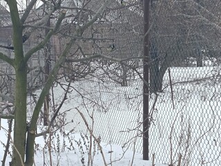 tits flew to the bird feeder on the tree © Daria