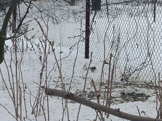 tits flew to the bird feeder on the tree © Daria