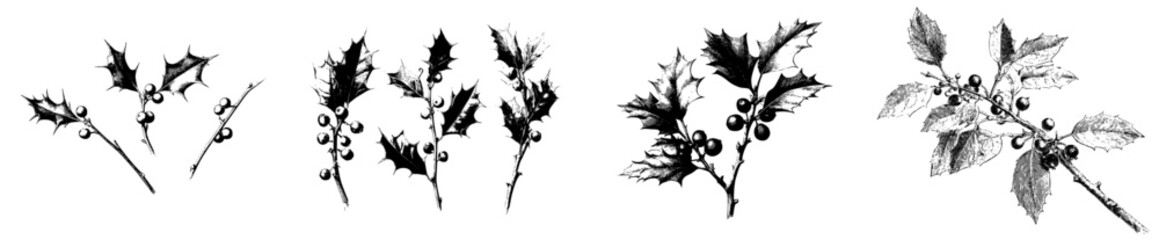 Fototapeta premium Vintage Herbarium Sketch of Three Holly Branches Featuring Spiky Berries