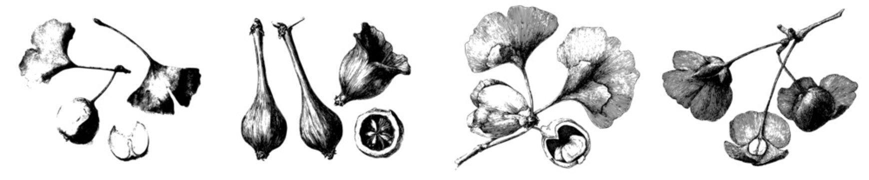 Vintage herbarium sketch of three Ginkgo fruits nuts two atta