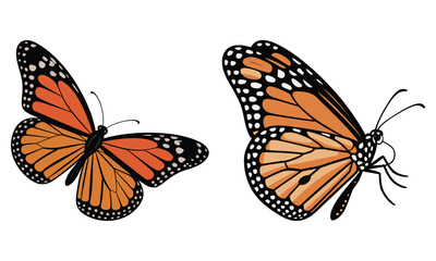 butterfly isolated on white background