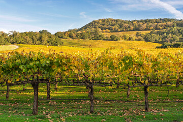 View of  golden Vineyards in the eastern hills of the Napa Valley AVA ,Napa, Napa County, California, USA.