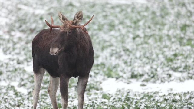 Mammals male bull Elk Moose ( Alces alces ) North part of Poland, Europe fild in winter time	