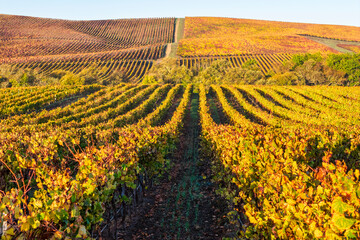 Vineyard rows in the hilly Los Carneros (Carneros) wine region near the Napa&ETH;Sonoma county line, California, USA, at golden hour in November 2025.