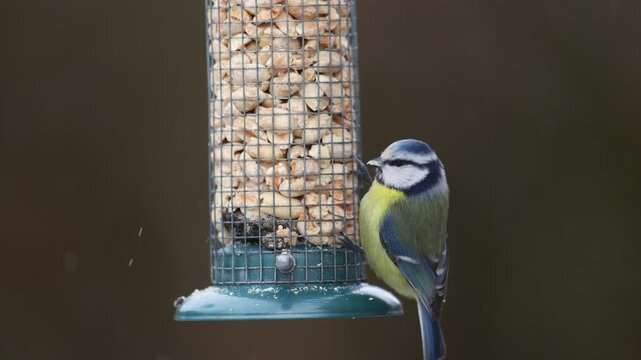 Bird - Colorful Blue tit ( Cyanistes caeruleus ) perched on a feeder, photographed in horizontal, amazing background, winter time