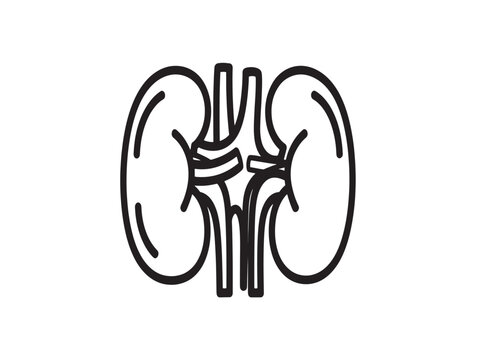 Minimalist vector illustration of human kidneys and ureter