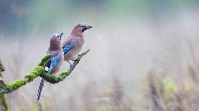 Bird two Eurasian Jay Garrulus glandarius sitting and on the branch autumn time Poland, Europe