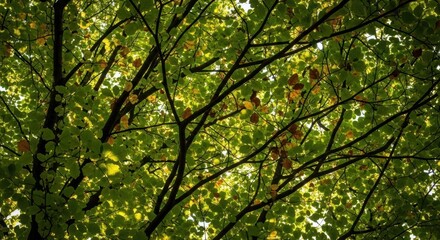 Fototapeta premium Sunlight filters through a dense canopy of vibrant green tree leaves and dark branches overhead.