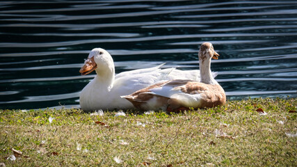 Obraz premium Ducks sunning by the water