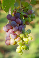 Close-up of late-season wine grapes remaining on the vine after harvest in Napa Valley, Napa County, California, USA.