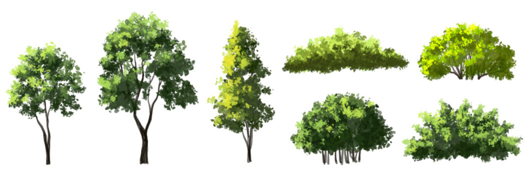  Vector watercolor green  tree or forest side view isolated on white background for landscape and architecture drawing,elements for environment or and garden,Shrub for section