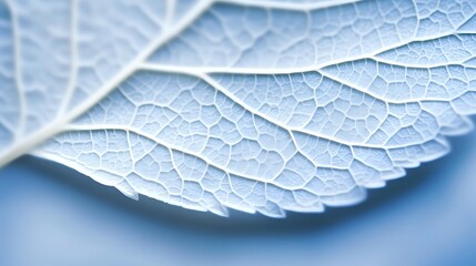 Obraz premium Close-up macro photography of delicate leaf veins and cellular structure with intricate natural patterns on soft blue background for botanical studies.
