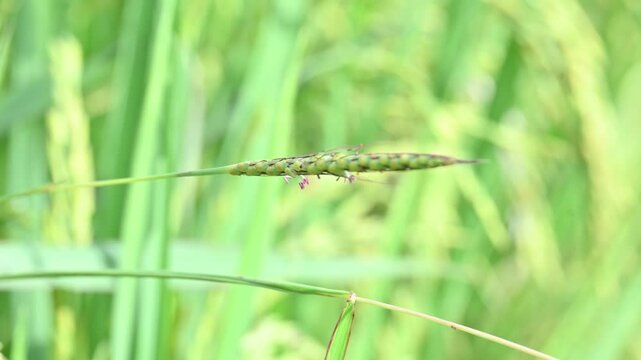 Alopecurus myosuroides grass in the rice field. Its common name is&nbsp;slender meadow foxtail,&nbsp;black grass,&nbsp;twitch grass and&nbsp;black twitch. Its found in moist meadows, and on cultivated and waste land. 