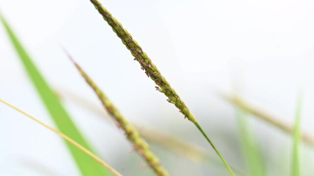 Alopecurus myosuroides grass in the rice field. Its common name is&nbsp;slender meadow foxtail,&nbsp;black grass,&nbsp;twitch grass and&nbsp;black twitch. Its found in moist meadows, and on cultivated and waste land. 