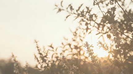 Obraz premium Soft golden sunlight filtering through delicate tree branches and leaves creating dreamy bokeh effect during sunset or sunrise hour for peaceful nature backgrounds.