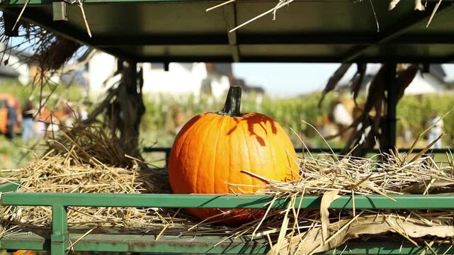 Happy thanksgiving day, harvest and fall concept. Many beautiful pumpkins decorated with hay. Holiday autumn festival scene. High quality FullHD footage
