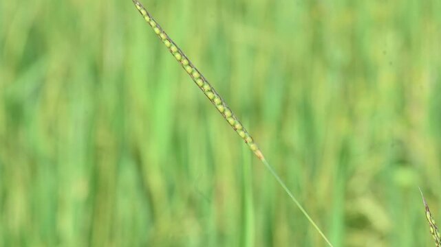 Alopecurus myosuroides grass in the rice field. Its common name is&nbsp;slender meadow foxtail,&nbsp;black grass,&nbsp;twitch grass and&nbsp;black twitch. Its found in moist meadows, and on cultivated and waste land. 