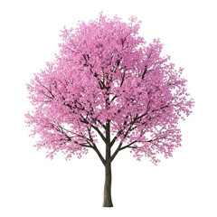 A beautiful cherry blossom tree in full bloom with pink flowers