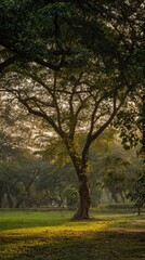 Obraz premium hour. Serene park landscape bathed in golden hour light, highlighting nature's tranquility. travel magazines, destination branding, designed for travel destination branding, used by motion designers. 