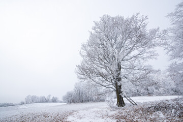 Fototapeta premium a lonely large oak tree standing in a field in winter