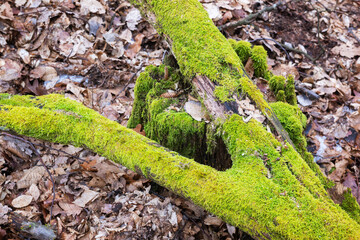 Lush green moss growing on a tree branch