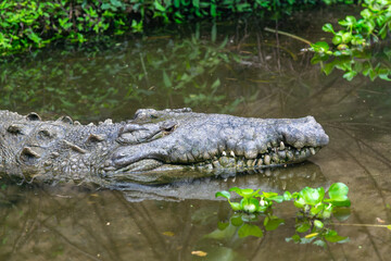 Naklejka premium Male crocodile swimming in a swamp in Colombia