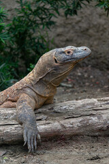 Fototapeta premium Beautiful vertical photo of a Komodo dragon in a zoo