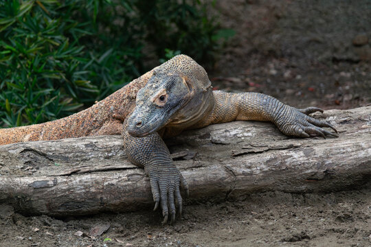 Beautiful photo of a Komodo dragon in a zoo