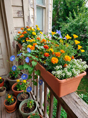 Annual flower mix for balconies with marigold, daisy, California poppy and alyssum