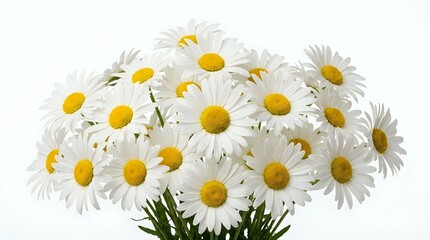 Fototapeta premium Fresh white daisy bouquet with bright yellow centers on clean background for spring decorations and floral arrangements.