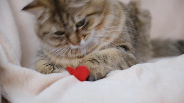 Cute fluffy cat relaxing on the bed with sticky valentine, red heart.  Funny frolic pets. Humor. Valentines Day, Birthday, Dating, Love.