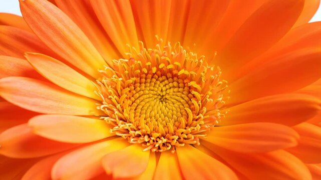 Closeup of a vibrant orange gerbera daisy flower on white background