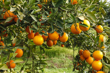 Fresh Ripe Oranges on Tree Gannan Jiangxi China