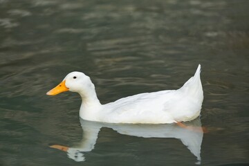 A mallard white duck on water lake