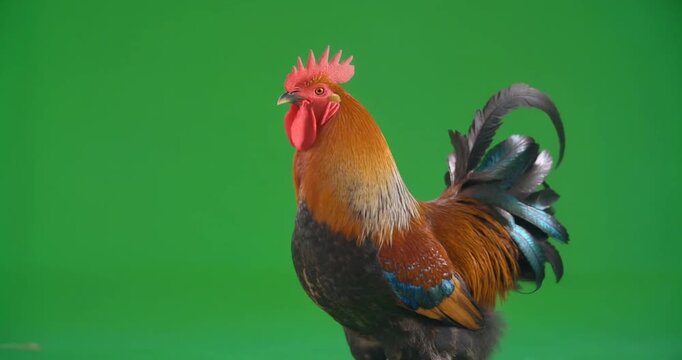 Rooster standing in front of a green screen with vibrant feathers on display