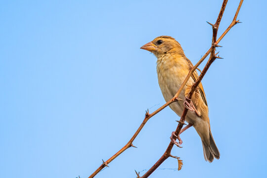 Baya Weaver Female Bird