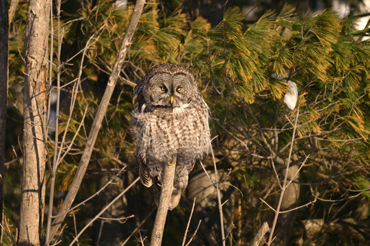Majestic Great Gray Owl sits perched with its feathers flufed to trap its body heat and stay warm 