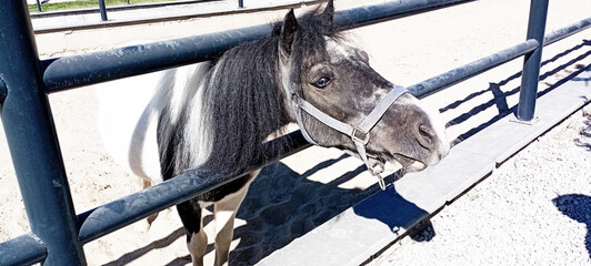 horses at the horse farm, horses in the stable