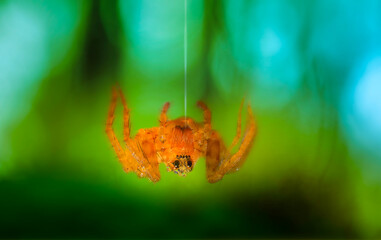 Naklejka premium Close-up photo of a spider. Natural background.